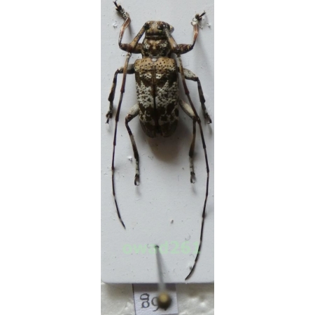 Anancylous mindanaonis? Philippines46g